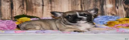 French Bulldog dogs for sale: Fudge - Ad 3