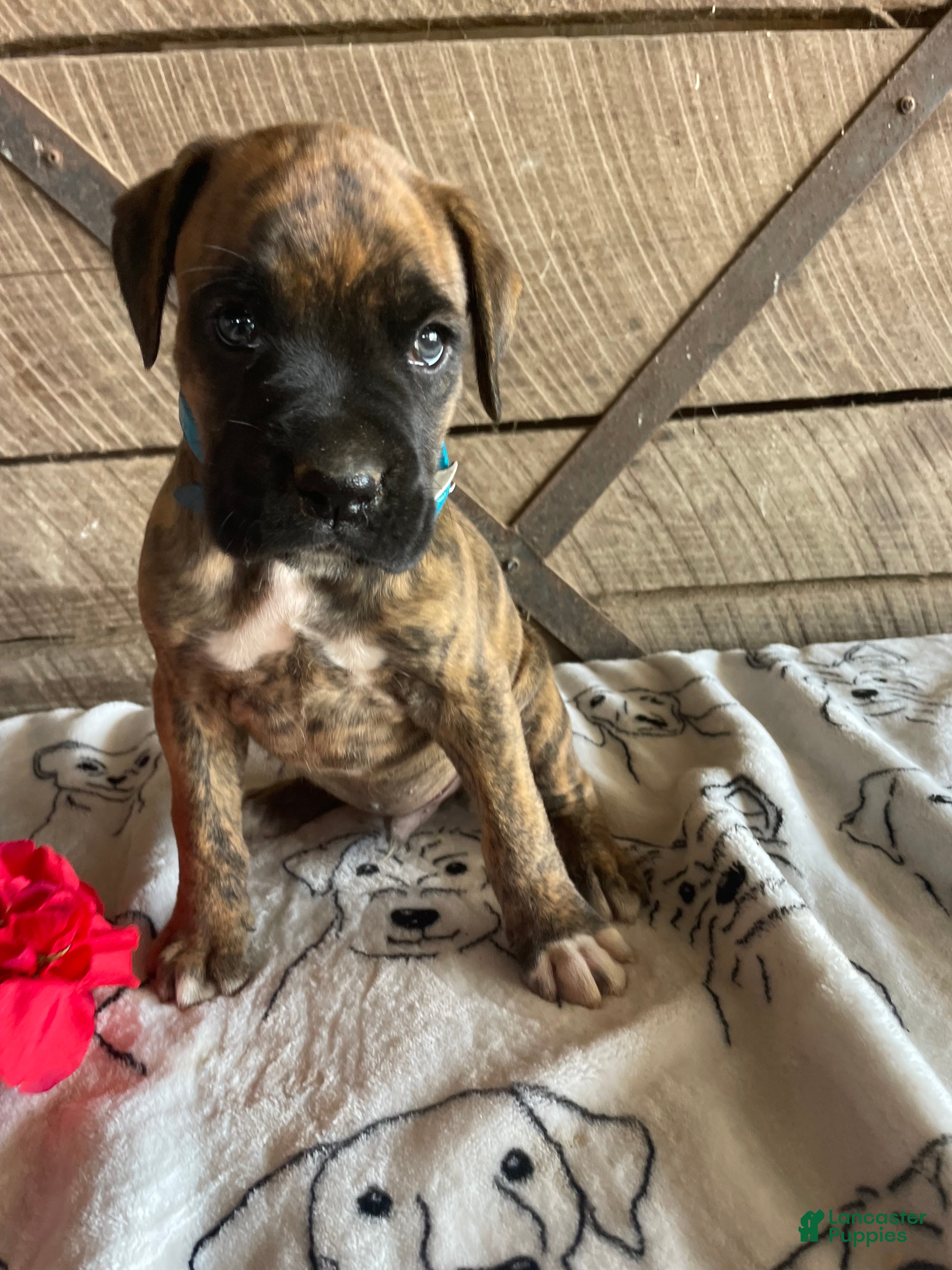 Boxer dogs Dempsey - Ad 36