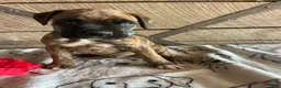 Boxer dogs for sale: Dempsey - Ad 1