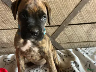 Boxer dogs Dempsey - Ad 36