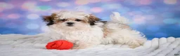 Malshi dogs for sale: Theo - Ad 9