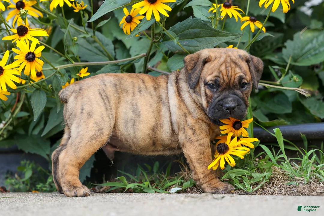 Beabull dogs for sale: Archie 🐶 - Ad 2