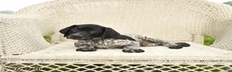 German Shorthaired Pointer dogs for sale: Duke - Ad 5