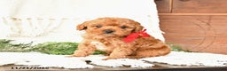 Toy Poodle dogs for sale: Bear - Ad 4