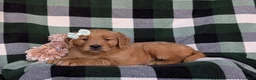 Golden Retriever dogs for sale: Macayla - Ad 4
