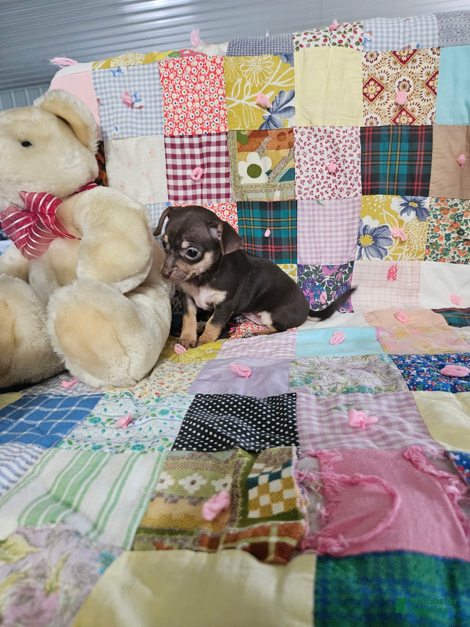 Chihuahua dogs Miniature mini - Ad 2