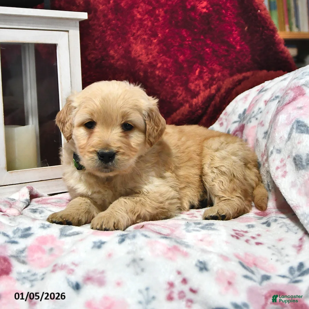Goldendoodle dogs for sale: Haylee - Ad 9