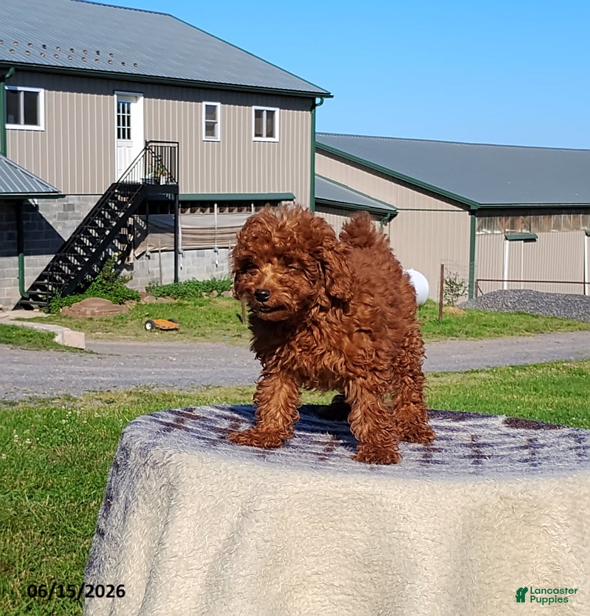 Irish Doodle dogs Jaxson - Ad 2