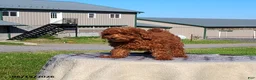 Irish Doodle dogs for sale: Jaxson - Ad 2