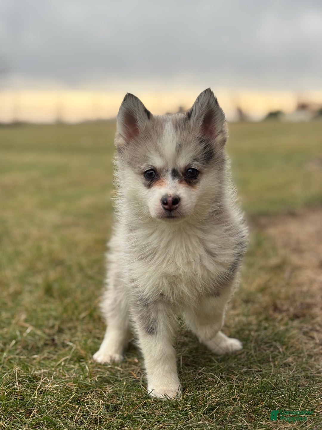 Pomsky dogs for sale: Timothy - Ad 2