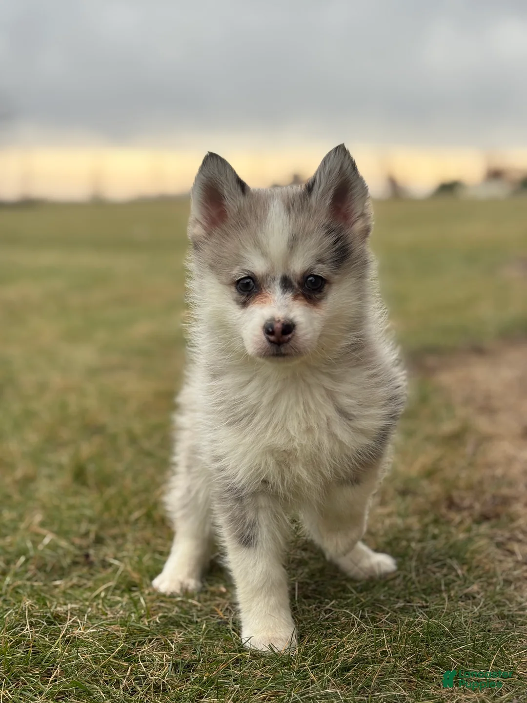 Pomsky dogs for sale: Timothy - Ad 2