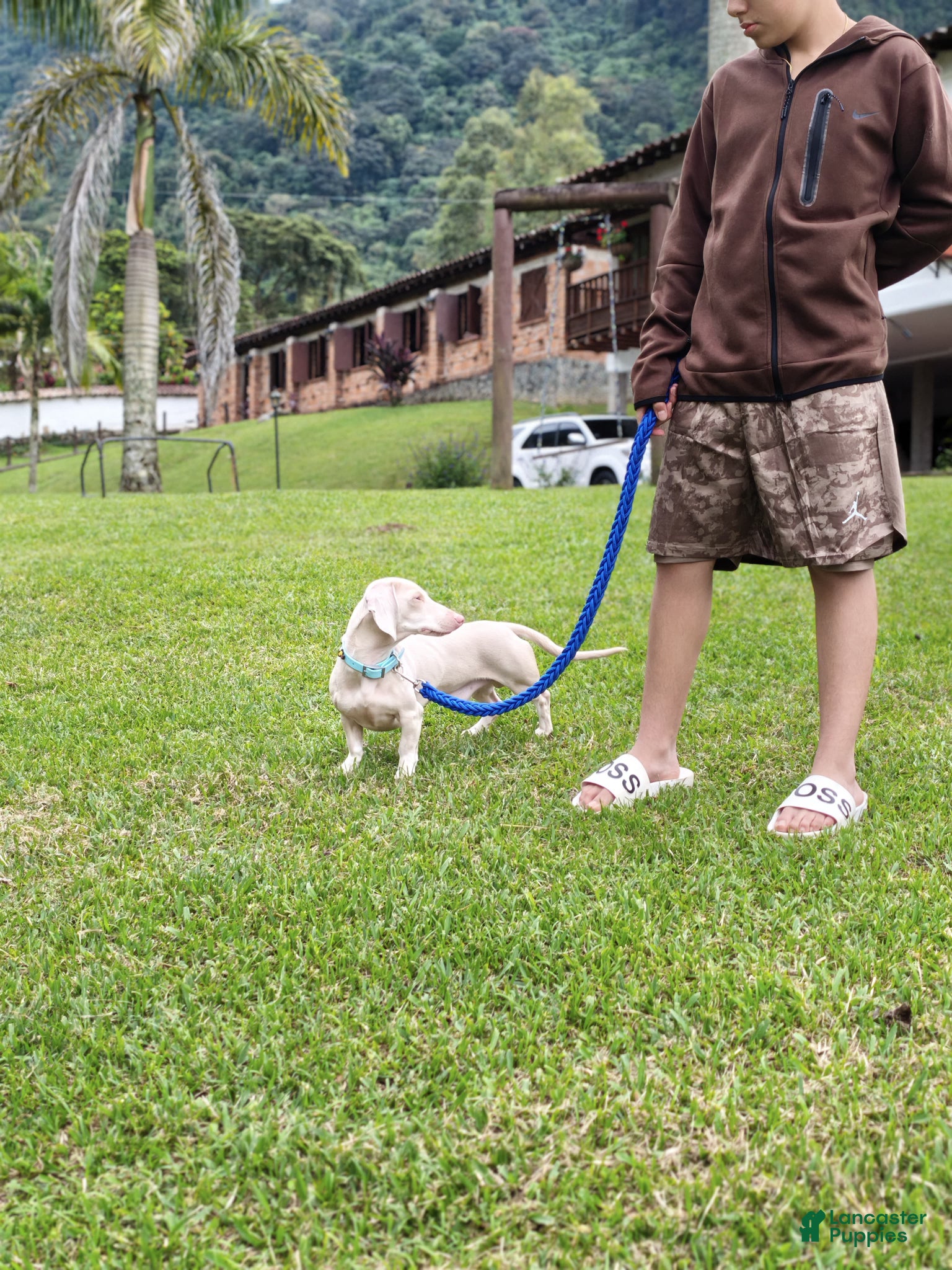 Dachshund dogs for sale: Dachshund Puppy 3 - Ad 2
