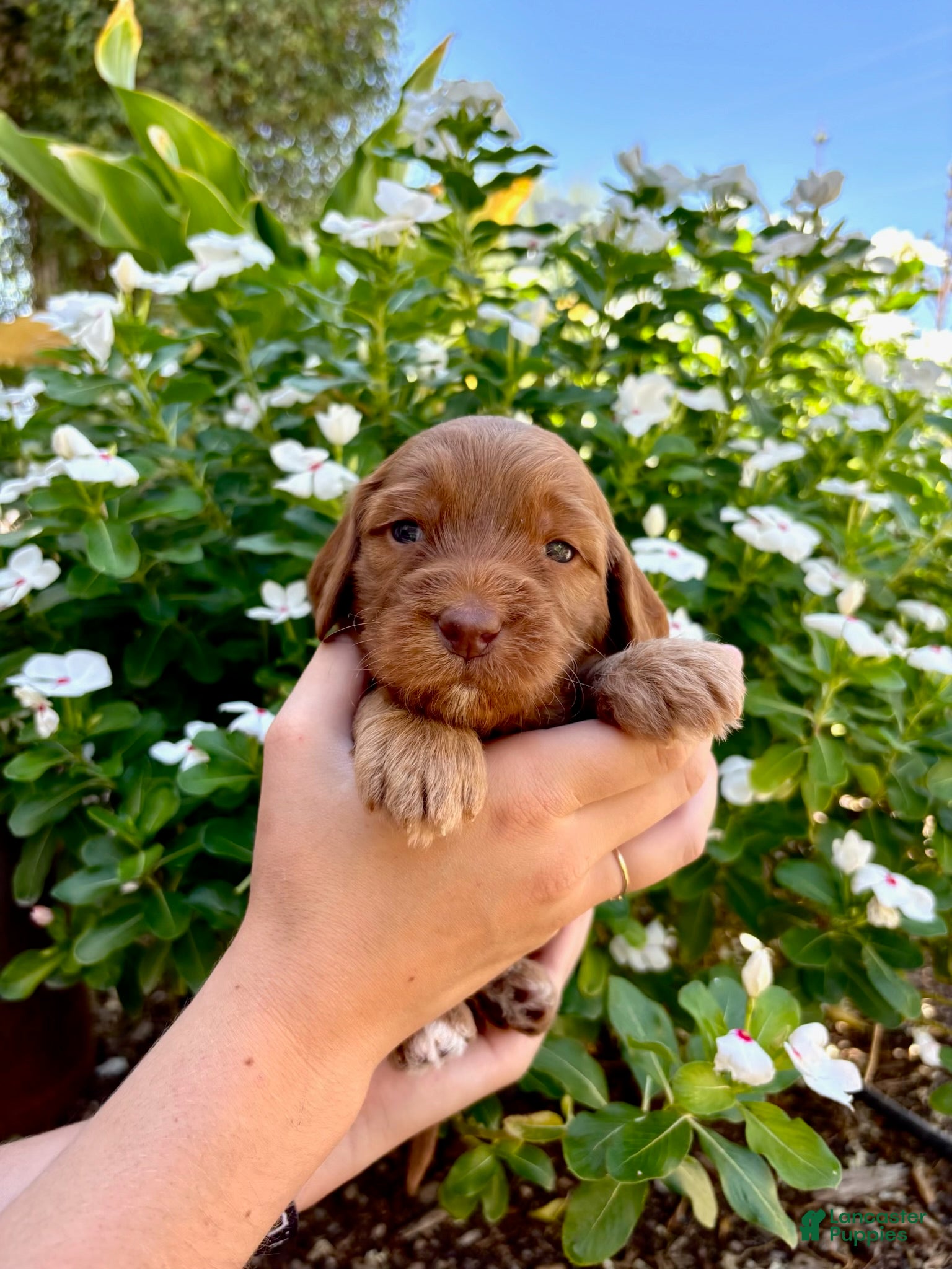 Irish Doodle dogs Irish Doodle Puppy- Andrina - Ad 1