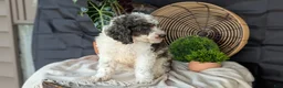 Cockapoo dogs for sale: Heath - Ad 12