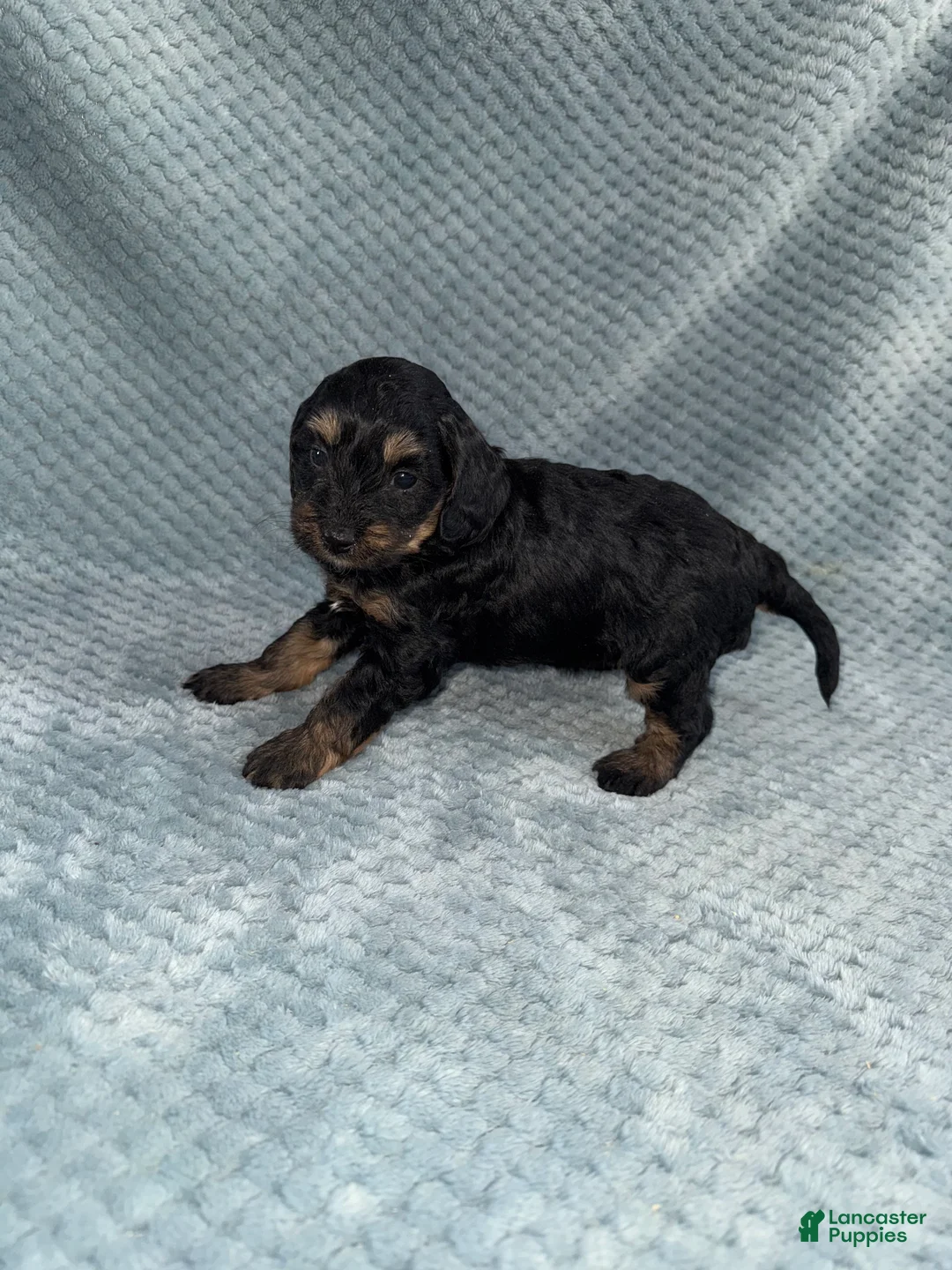 Cavapoo dogs for sale: Cavapoo Puppy 6 - Ad 6