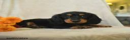 Miniature Dachshund dogs for sale: Kassie - Ad 5