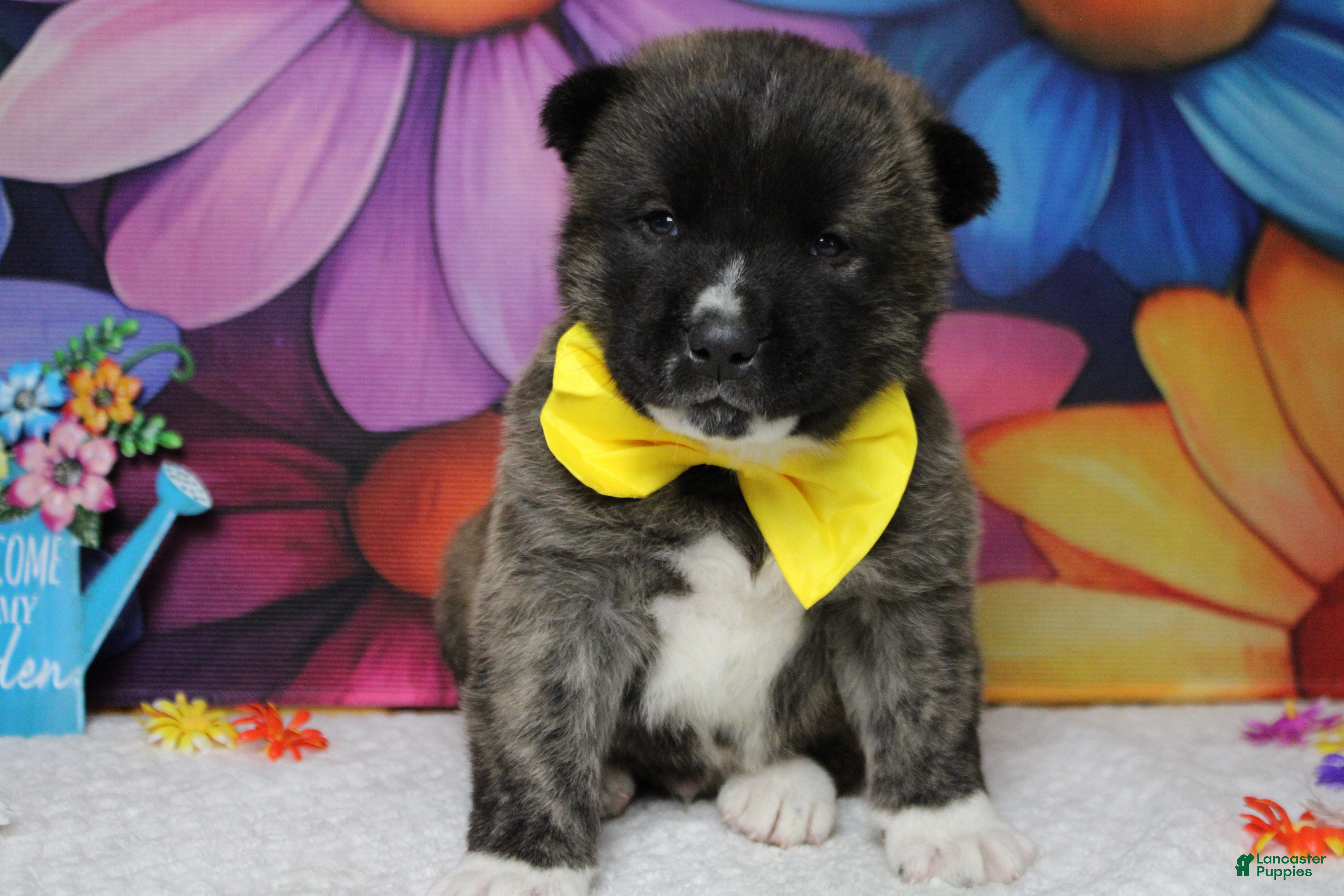 Akita dogs Macintosh - Ad 15