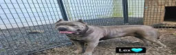 Cane Corso dogs for sale: Diesel - Ad 5