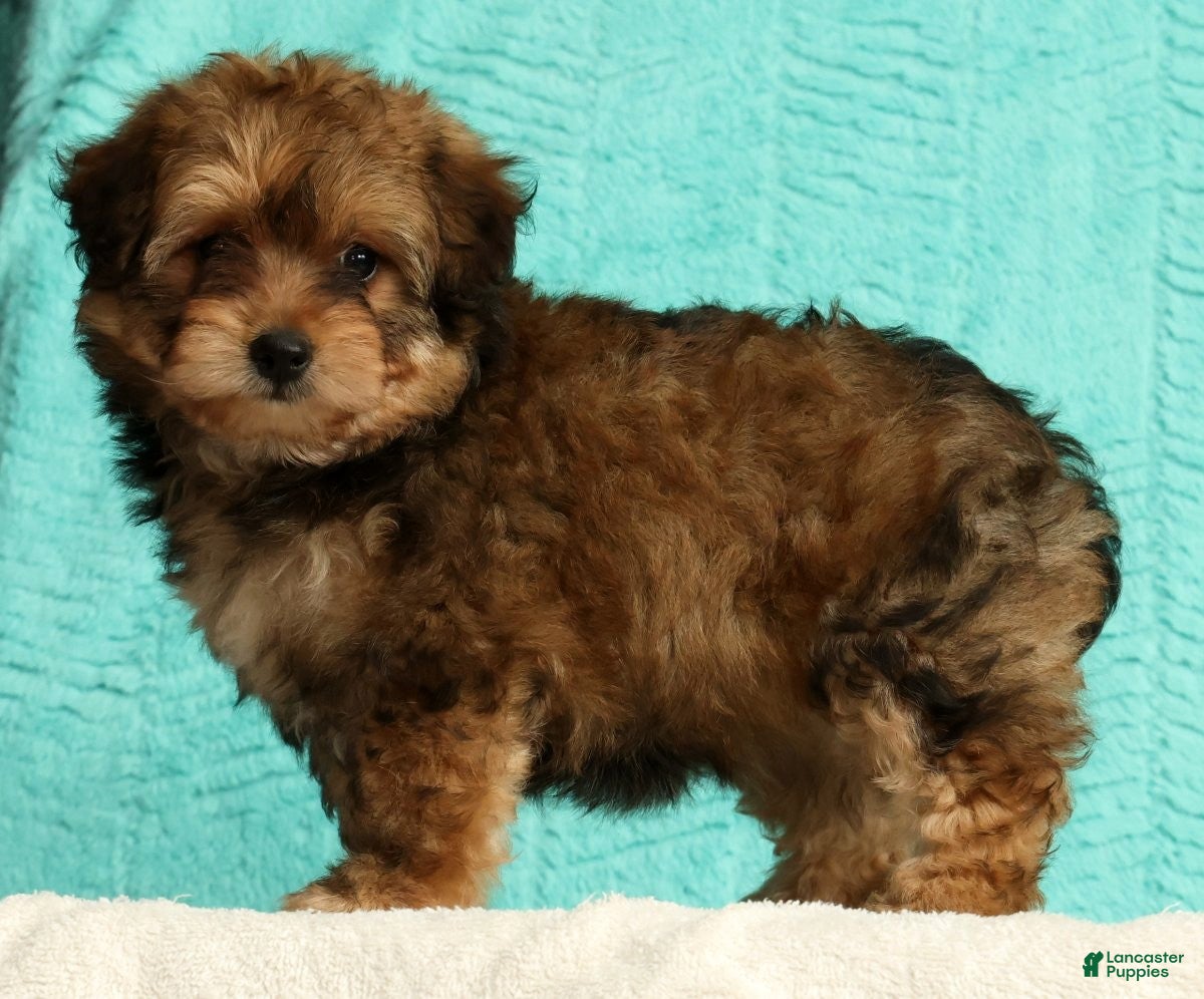 Pomapoo dogs Penny - Ad 1