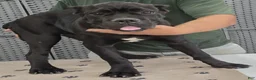 Cane Corso dogs for sale: White Girl  - Ad 4