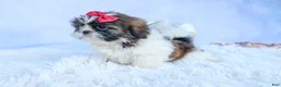 Shih Tzu dogs for sale: RACHEL - Ad 18