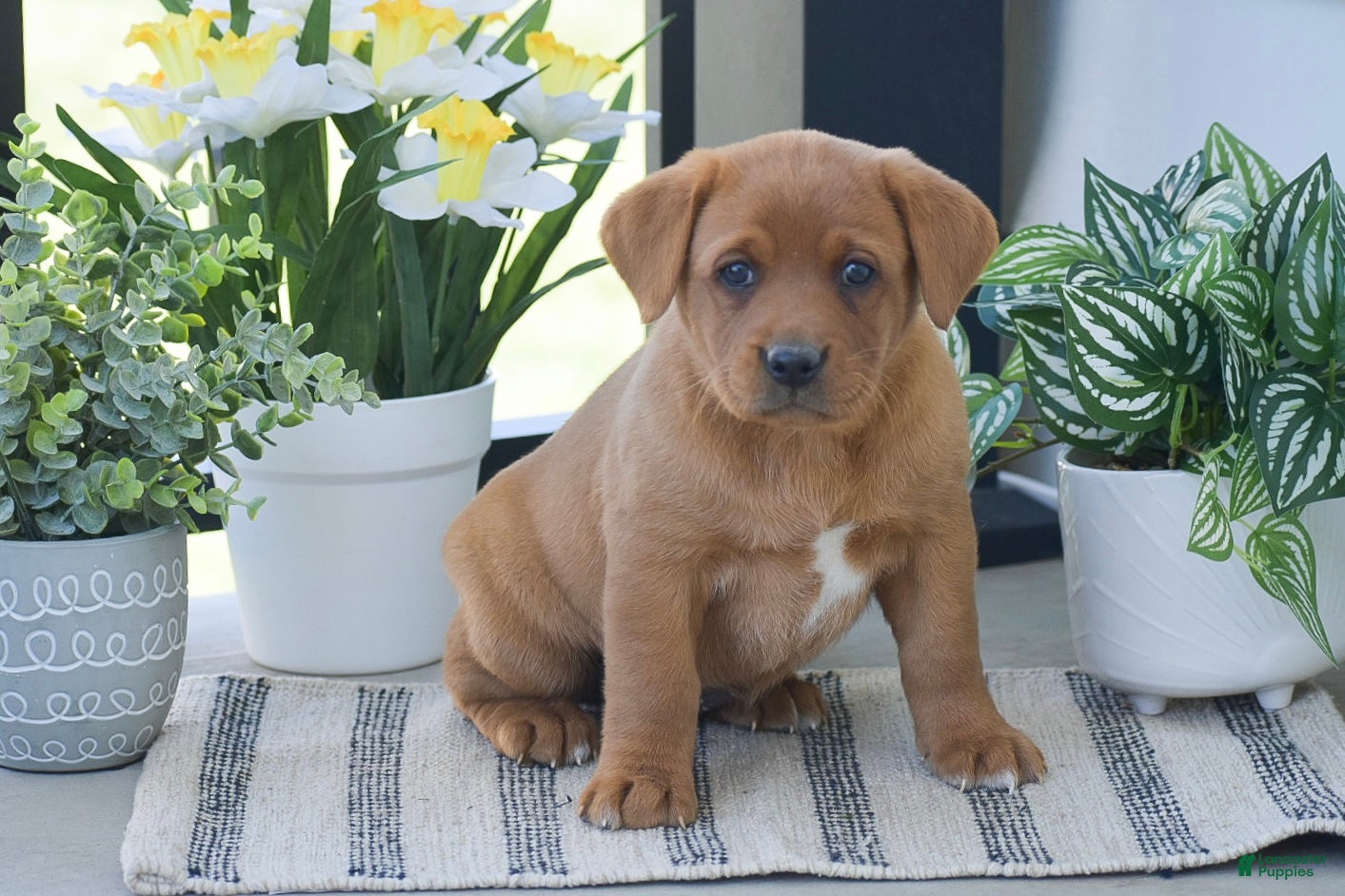 Labrador Retriever dogs Rhoda - Ad 1