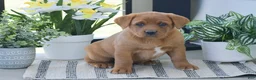 Labrador Retriever dogs for sale: Rhoda - Ad 1