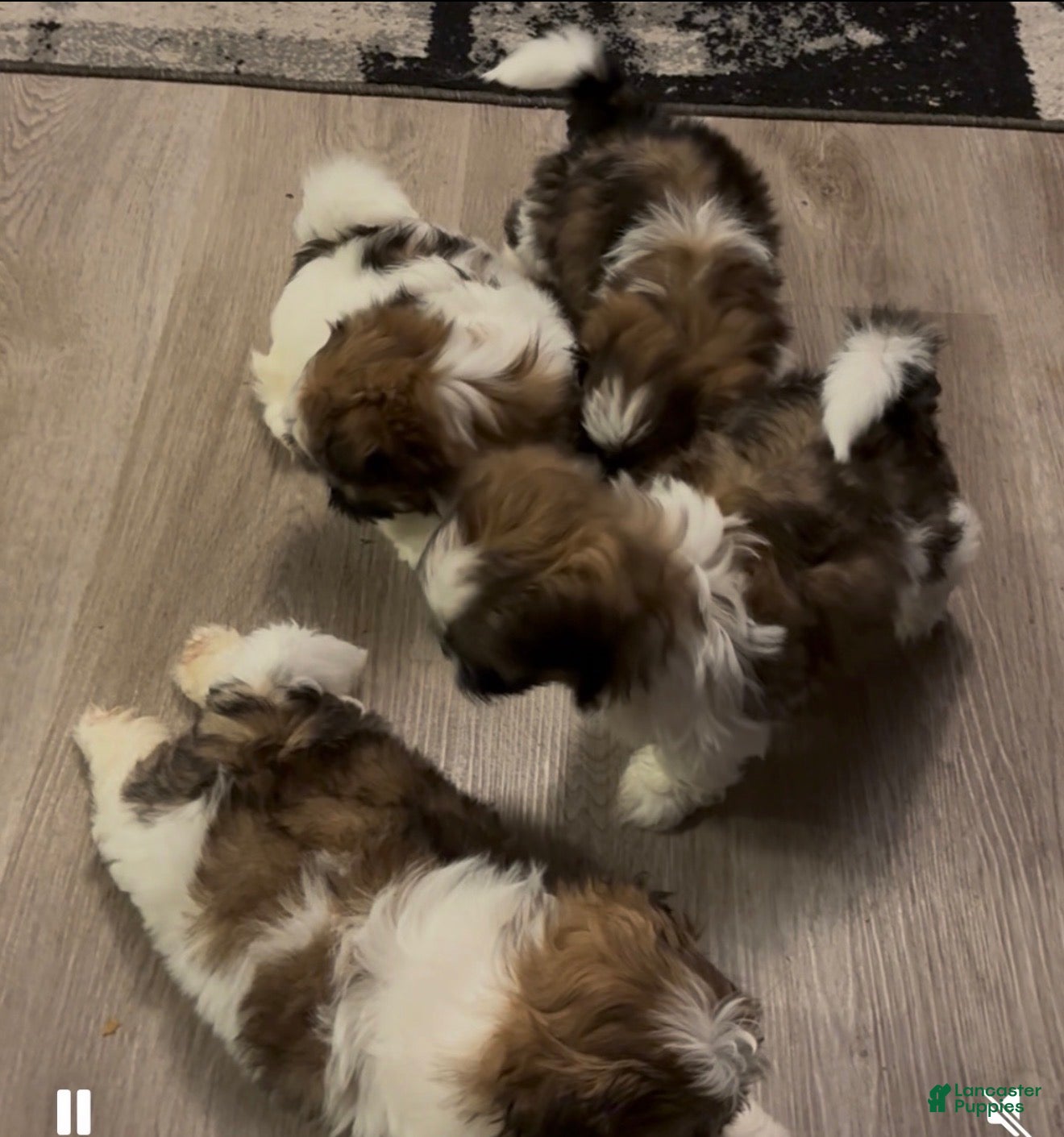 Shih Tzu dogs Shih Tzu Puppy 2 - Ad 16