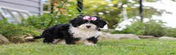 Mini Bernedoodle dogs for sale: Annie - Ad 7