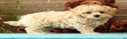 Maltipoo dogs for sale: Max - Ad 5