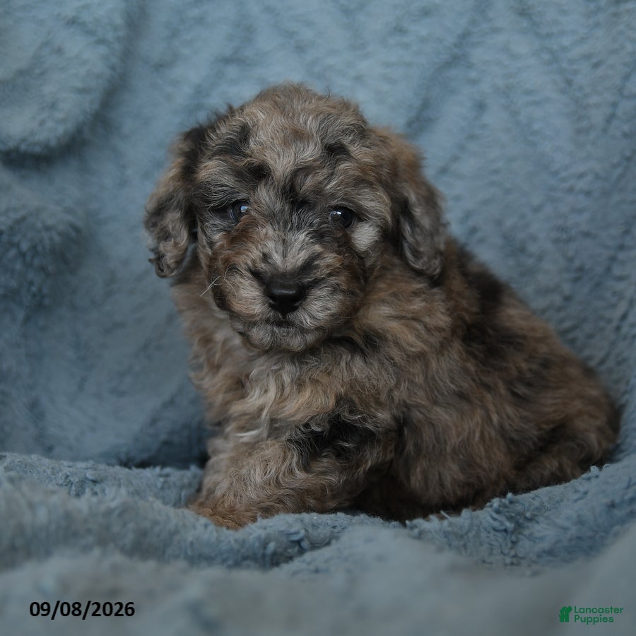 Miniature Poodle dogs for sale: Kyle - Ad 1