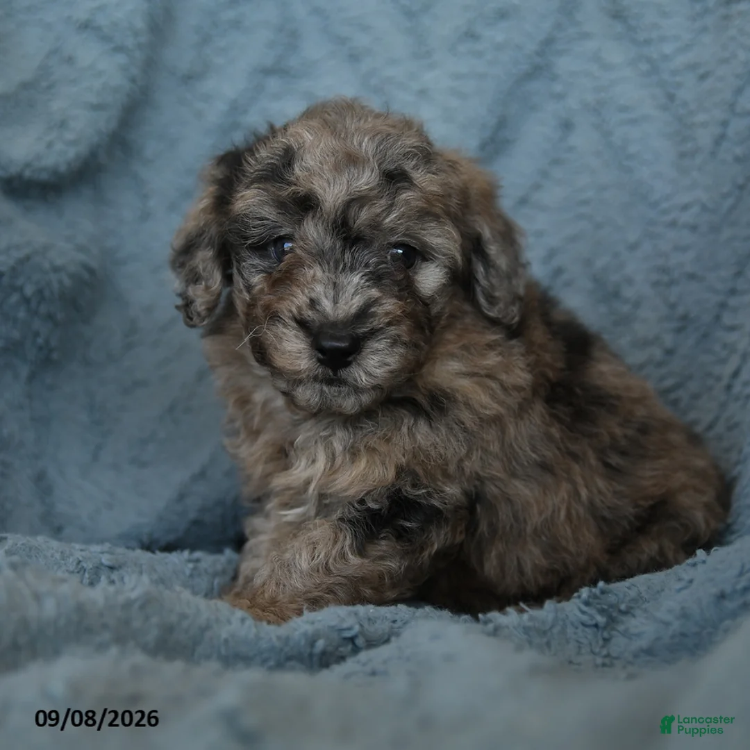Miniature Poodle dogs for sale: Kyle - Ad 1
