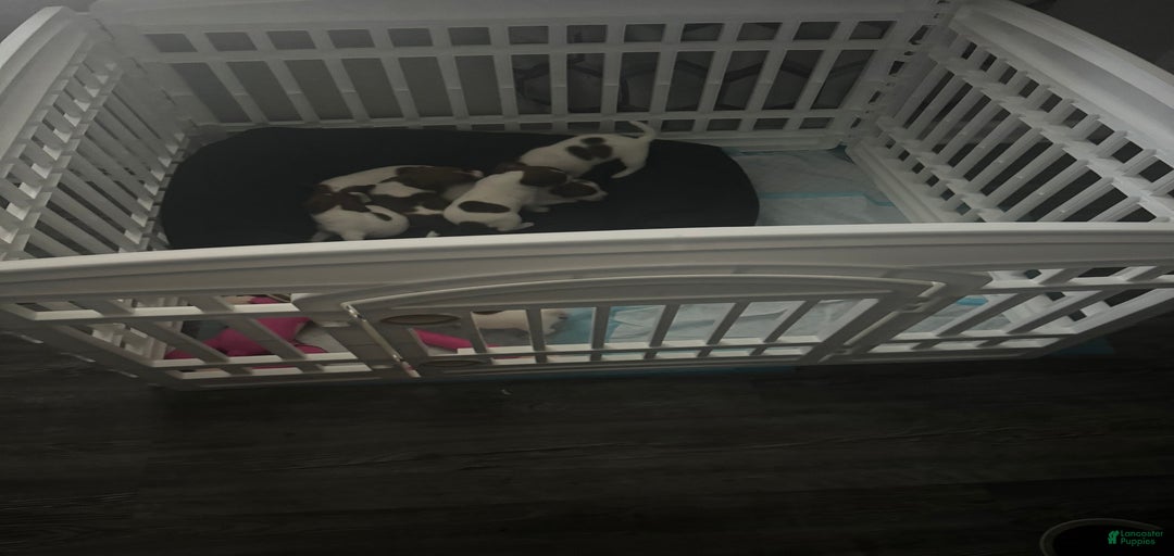 Gallery Image {{count}}