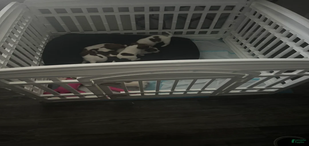 Gallery Image {{count}}