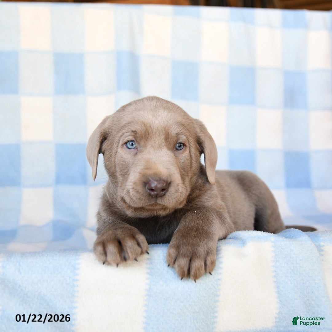 Labrador Retriever dogs for sale: Dusty - Ad 2