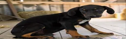 Catahoula Leopard Dog dogs for sale: Tracy II 2026 Male 3 - Ad 3