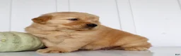 Golden Retriever dogs for sale: Buddy Male AKC Golden Retriever - Ad 8