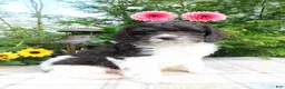 Cockapoo dogs for sale: Hershey  - Ad 2