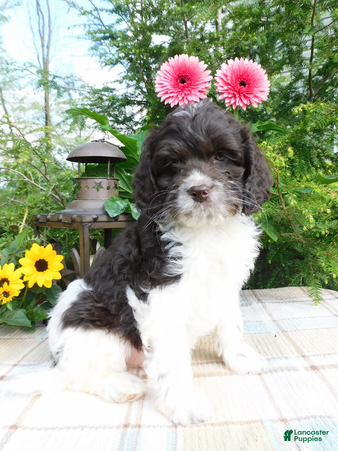 Cockapoo dogs for sale: Hershey  - Ad 2