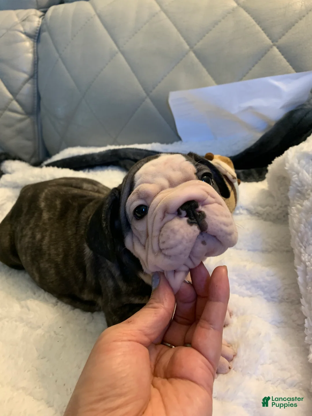 French Bulldog dogs for sale: French Bulldog 2 - Ad 2