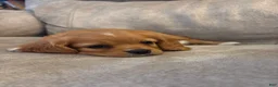 Mixed Breed dogs for sale: Charlette - Ad 4