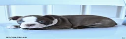 Boston Terrier dogs for sale: Sally - Ad 3