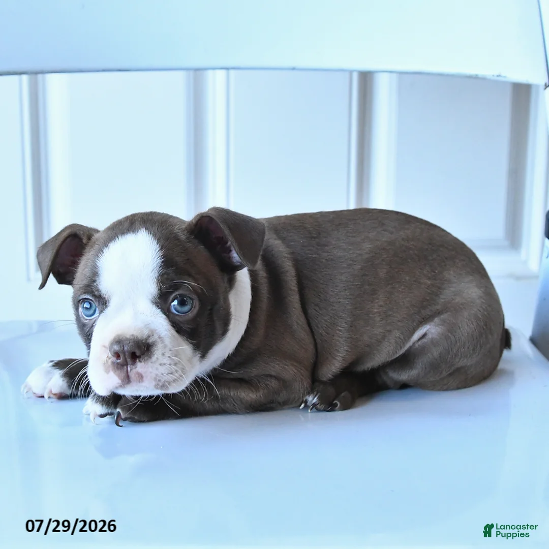 Boston Terrier dogs for sale: Sally - Ad 3