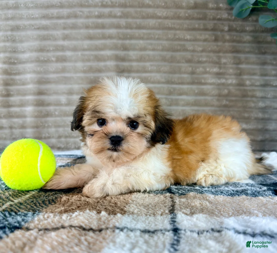 Malshi dogs for sale: Shock - Ad 5