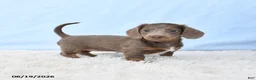 Miniature Dachshund dogs for sale: Isabella - Ad 4