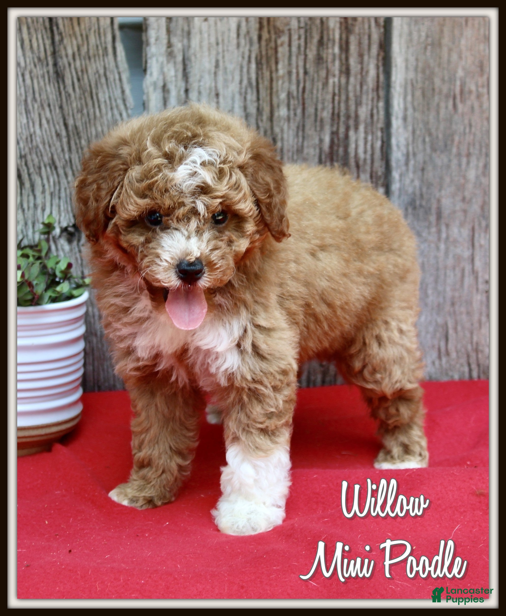 Miniature Poodle dogs Willow - Ad 1