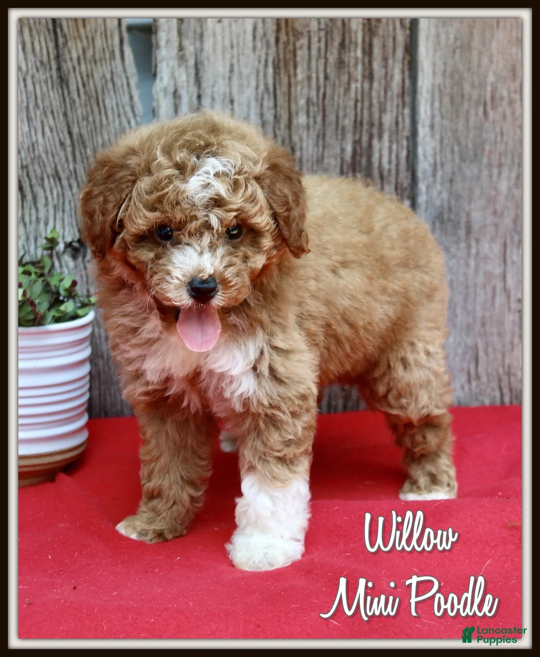 Miniature Poodle dogs for sale: Willow - Ad 1