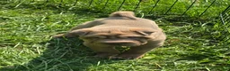 Shar Pei dogs for sale: Larry  - Ad 6