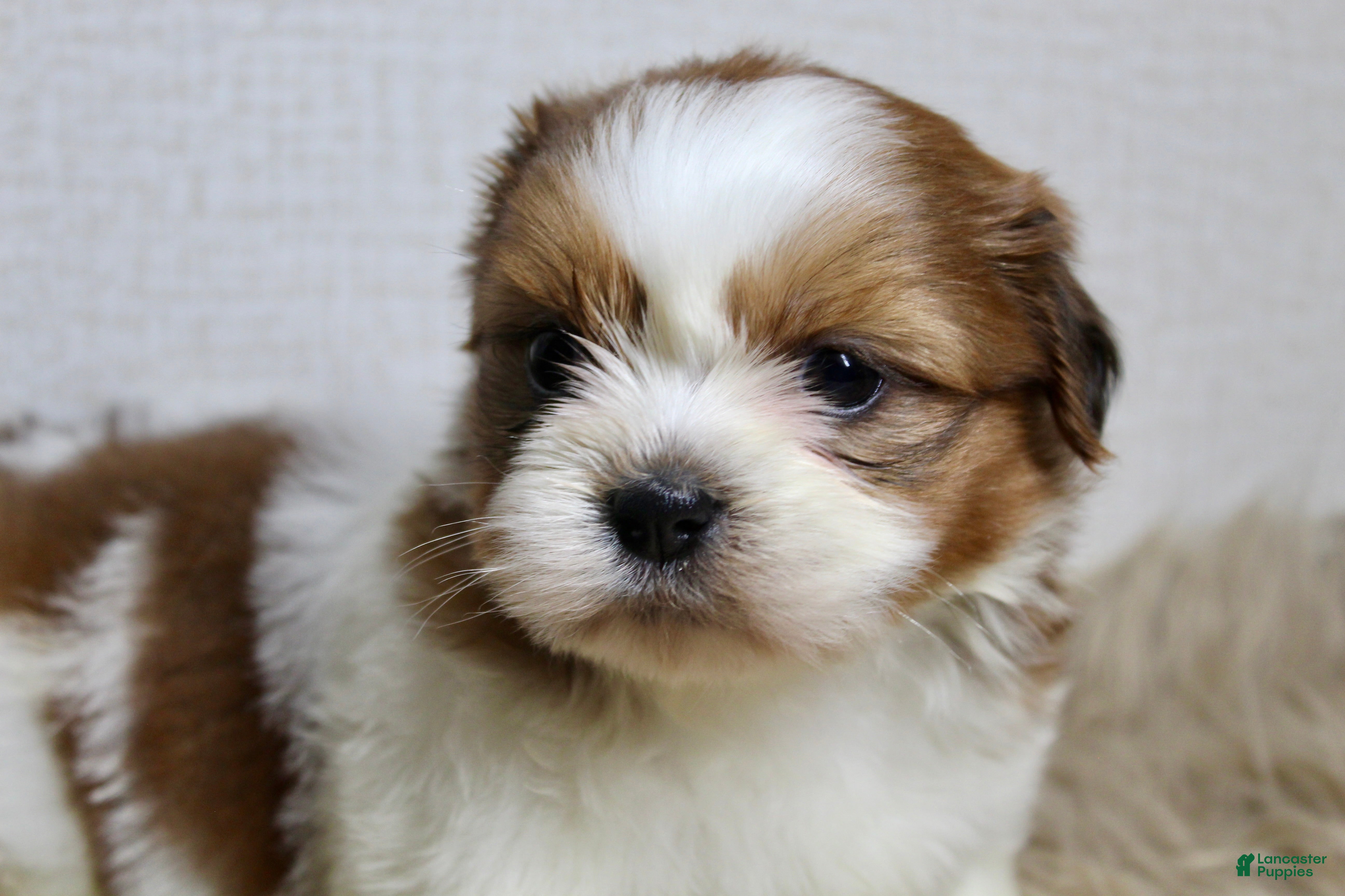 Shih Tzu dogs Niko - Ad 2