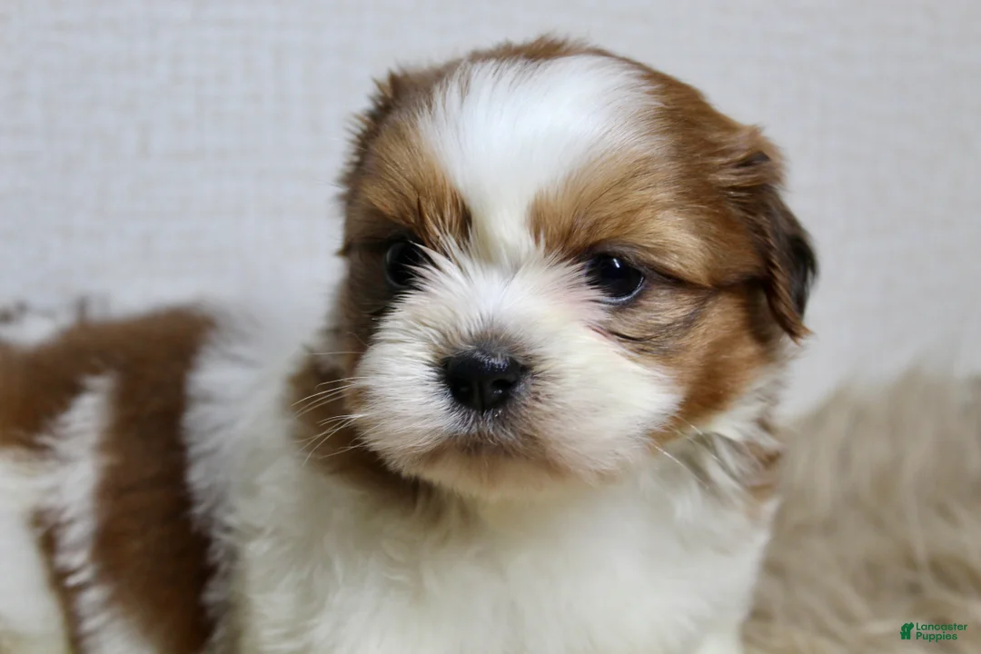 Shih Tzu dogs for sale: Niko - Ad 2